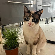 Emeraud a rejoint le concours — aidez-le/la à gagner de superbes lots ! cat, kitten, pet, animal, sitting, standing, portrait, blue_eyes, white_fur, brown_fur, black_markings, whiskers, ears, paws, cat_grass, potted_plant, kitchen, cabinets, tile_floor, indoor