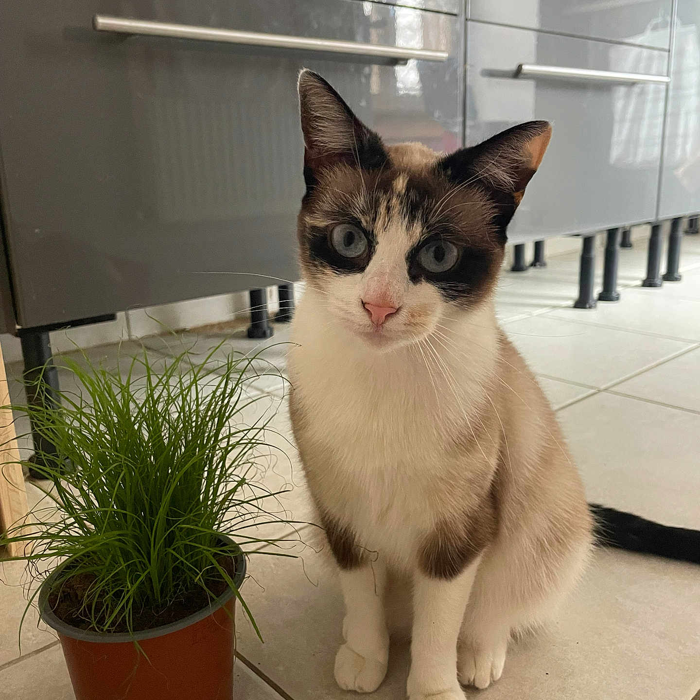 Emeraud a rejoint le concours — aidez-le/la à gagner de superbes lots ! cat, kitten, pet, animal, sitting, standing, portrait, blue_eyes, white_fur, brown_fur, black_markings, whiskers, ears, paws, cat_grass, potted_plant, kitchen, cabinets, tile_floor, indoor
