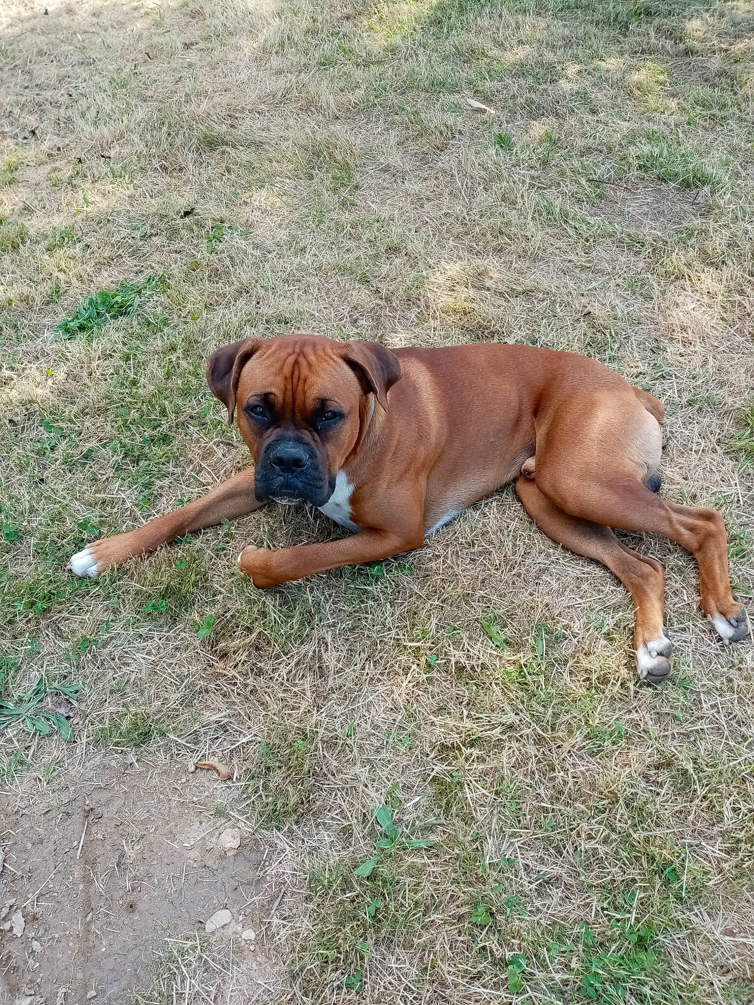 Pogba a rejoint le concours — aidez-le/la à gagner de superbes lots ! boerboel, boxer, bullmastiff, canidae, carnivore, companion_dog, dog, dog_breed, fawn, grass, mammal, molosser, perro_de_presa_mallorquin, rare_breed_dog, snout, sporting_group, tosa, vertebrate, working_dog