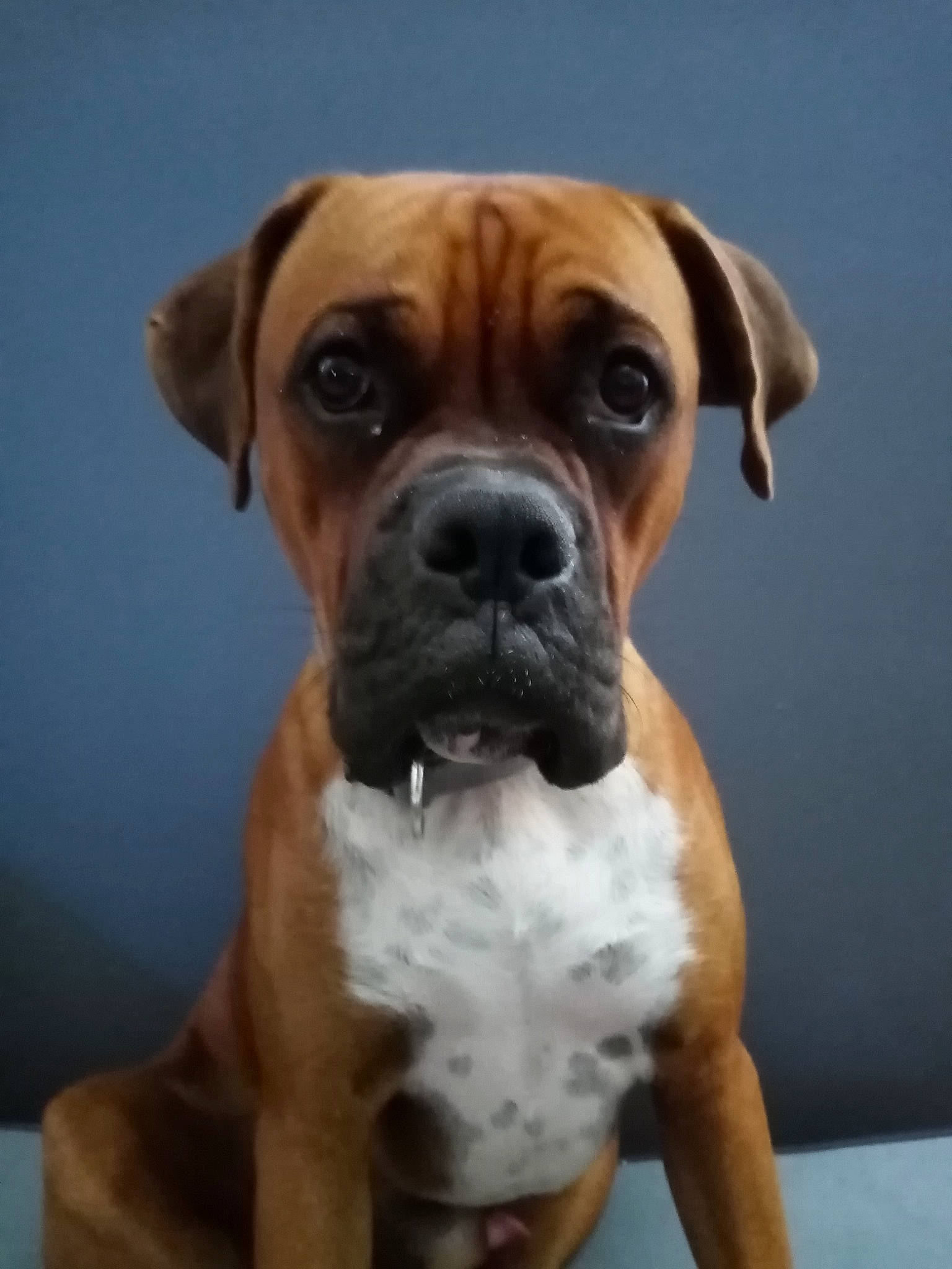 Pogba a rejoint le concours — aidez-le/la à gagner de superbes lots ! ancient_dog_breeds, boerboel, boxer, bullmastiff, canidae, carnivore, companion_dog, dog, dog_breed, fawn, mammal, molosser, non_sporting_group, perro_de_presa_mallorquin, puppy, rare_breed_dog, snout, sporting_group, valley_bulldog, vertebrate