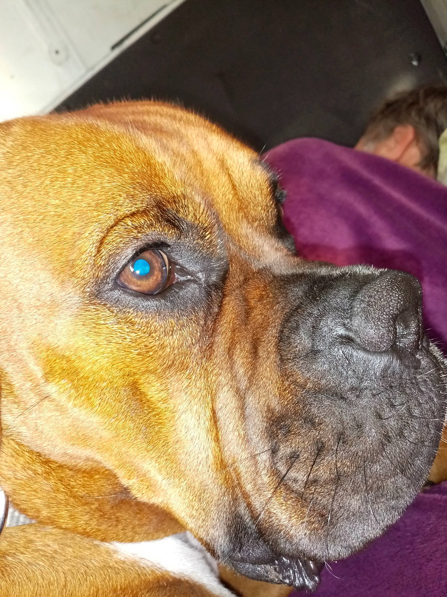 Pogba participe au concours pour gagner de l'argent avec cette photo : american_pit_bull_terrier, boxer, canidae, carnivore, companion_dog, dog, dog_breed, ear, eye, fawn, mammal, nose, old_english_bulldog, puggle, puppy, rare_breed_dog, snout, vertebrate, whiskers, wrinkle