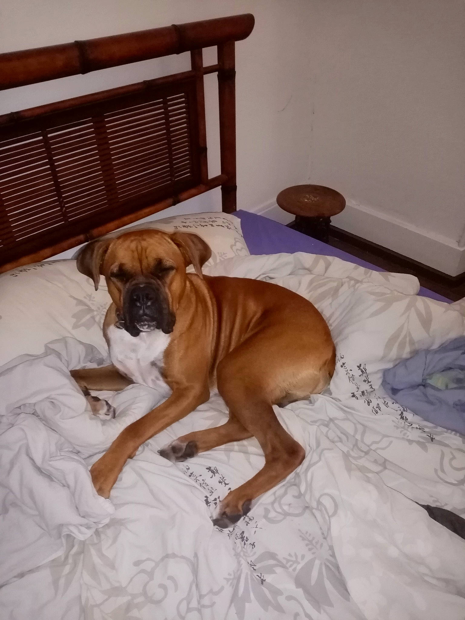 Pogba a rejoint le concours — aidez-le/la à gagner de superbes lots ! black_mouth_cur, boerboel, boxer, bullmastiff, canidae, carnivore, companion_dog, dog, dog_breed, english_mastiff, fawn, guard_dog, mammal, molosser, perro_de_presa_mallorquin, rare_breed_dog, snout, tosa, vertebrate, working_dog