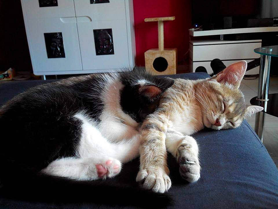 Aaron participe au concours pour gagner de l'argent avec cette photo : carnivore, cat, domestic_short_haired_cat, ear, european_shorthair, facial_expression, felidae, fur, kitten, nap, paw, polydactyl_cat, room, sleep, small_to_medium_sized_cats, tail, whiskers