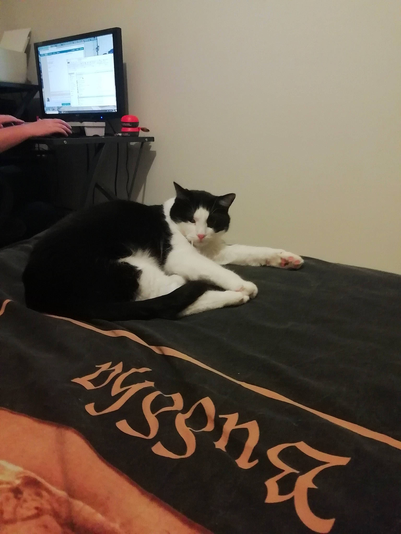 Aaron participe au concours pour gagner de l'argent avec cette photo : carnivore, cat, domestic_short_haired_cat, felidae, floor, fur, furniture, polydactyl_cat, room, small_to_medium_sized_cats, tail, whiskers