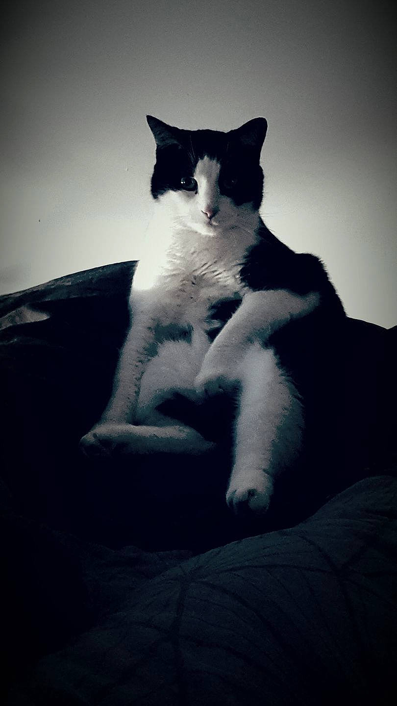 Aaron participe au concours pour gagner de l'argent avec cette photo : black, black_and_white, black_cat, carnivore, cat, darkness, domestic_short_haired_cat, felidae, fur, kitten, monochrome, monochrome_photography, sitting, sky, small_to_medium_sized_cats, snout, style, tail, whiskers, white