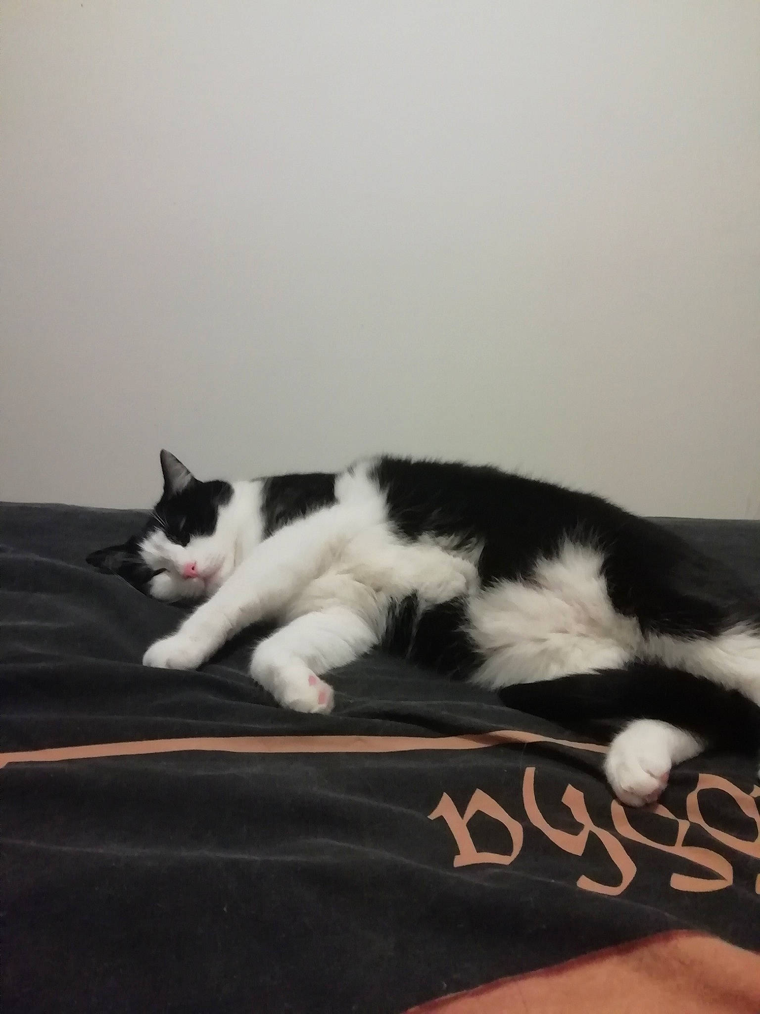 Aaron participe au concours pour gagner de l'argent avec cette photo : american_wirehair, black_and_white, carnivore, cat, domestic_short_haired_cat, felidae, fur, kitten, mammal, paw, polydactyl_cat, small_to_medium_sized_cats, tail, whiskers