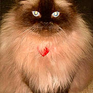 Sinsay joined the competition — help win amazing prizes! cat, fluffy, long_hair, blue_eyes, brown_fur, cream_fur, black_face, heart_marking, whiskers, ears, paws, sitting, front_view, pet, animal, indoors, carpet, portrait, symmetrical, closeup