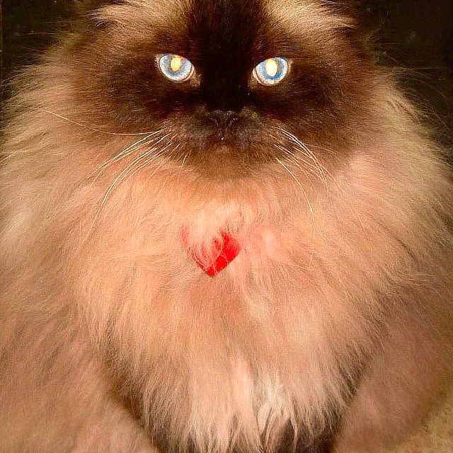 Sinsay joined the competition — help win amazing prizes! cat, fluffy, long_hair, blue_eyes, brown_fur, cream_fur, black_face, heart_marking, whiskers, ears, paws, sitting, front_view, pet, animal, indoors, carpet, portrait, symmetrical, closeup