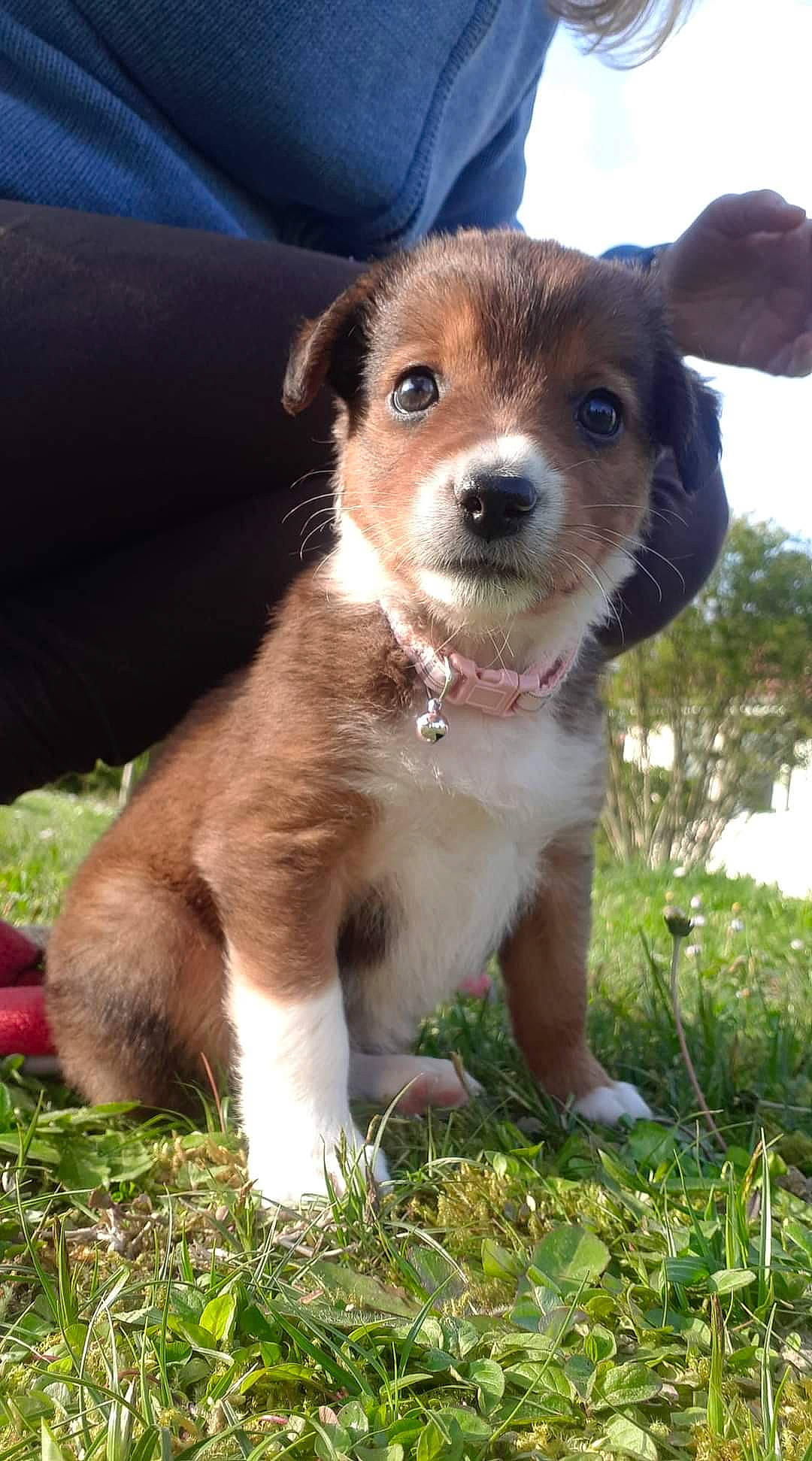 Stiffy a rejoint le concours — aidez-le/la à gagner de superbes lots ! ancient_dog_breeds, canidae, carnivore, collar, companion_dog, dog, dog_breed, fawn, fur, grass, leash, plant, sky, snout, sporting_group, terrestrial_animal, whiskers, working_dog