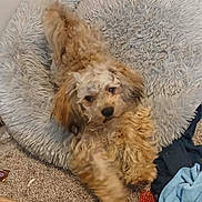 Charlie joined the competition — help win amazing prizes! dog, puppy, curly_fur, fluffy, pet_bed, carpet, indoor, relaxed, cute, brown_fur, furry, animal, domestic_animal, laying_down, looking_at_camera, cozy, bedroom, household_items, fabric, curious