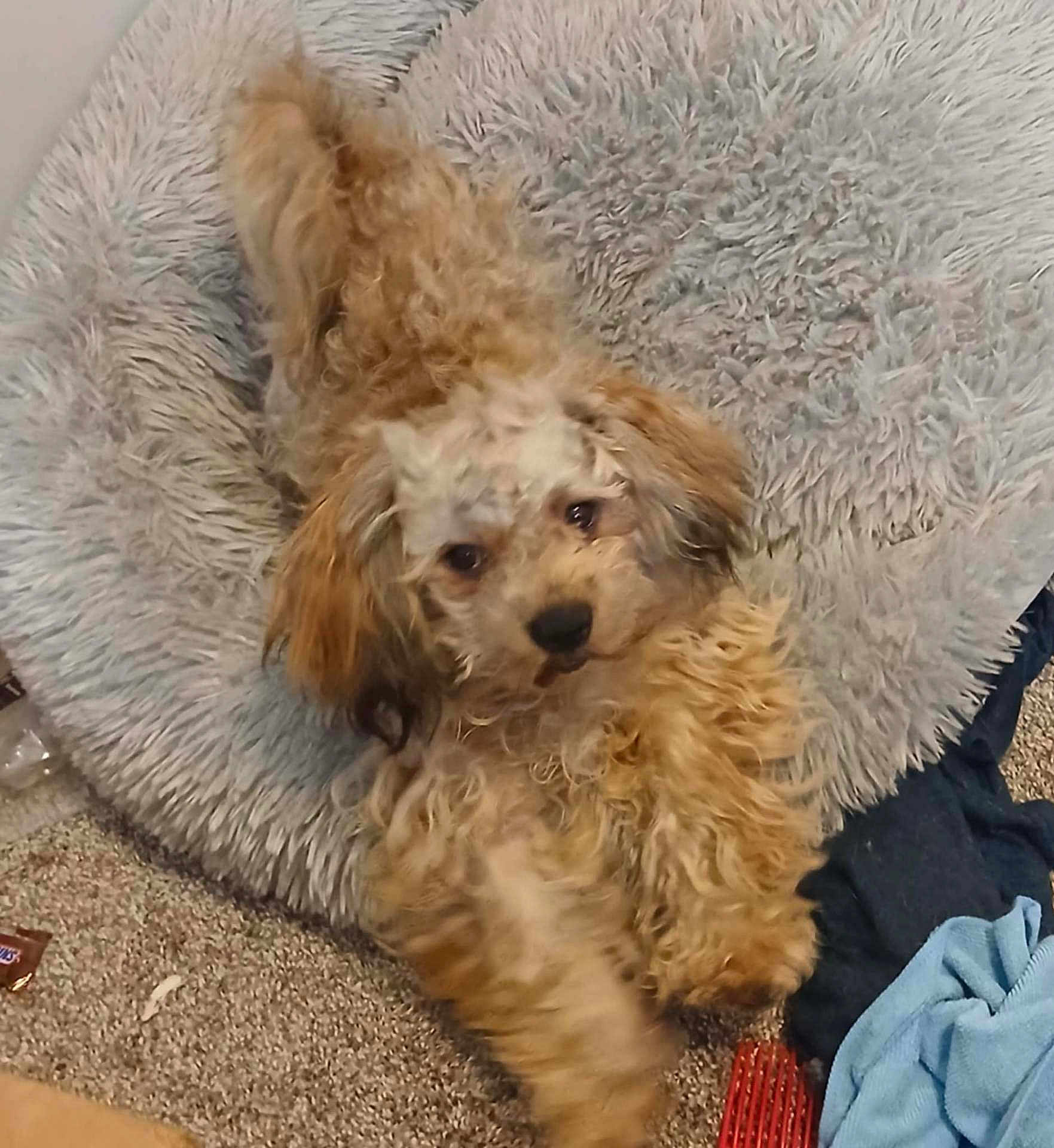 Charlie joined the competition — help win amazing prizes! dog, puppy, curly_fur, fluffy, pet_bed, carpet, indoor, relaxed, cute, brown_fur, furry, animal, domestic_animal, laying_down, looking_at_camera, cozy, bedroom, household_items, fabric, curious