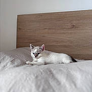 Alya participe au concours pour gagner de l'argent avec cette photo : kitten, cat, bed, bedding, wood, headboard, indoor, pet, animal, fur, white, gray, blue_eyes, resting, cozy, curious, small, cute, young, feline