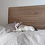 kitten, cat, bed, bedding, wood, headboard, indoor, pet, animal, fur, white, gray, blue_eyes, resting, cozy, curious, small, cute, young, feline