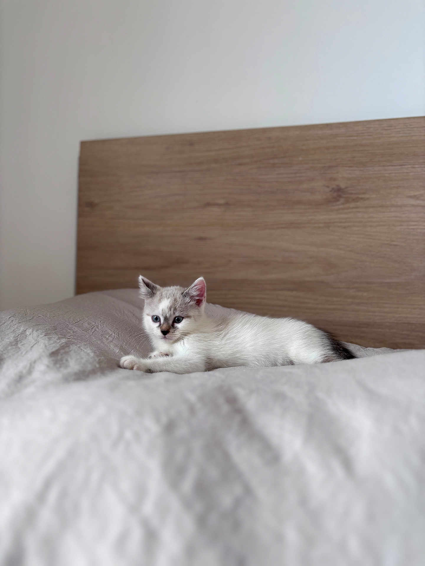 Alya participe au concours pour gagner de l'argent avec cette photo : kitten, cat, bed, bedding, wood, headboard, indoor, pet, animal, fur, white, gray, blue_eyes, resting, cozy, curious, small, cute, young, feline
