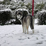 Vénus a rejoint le concours — aidez-le/la à gagner de superbes lots ! dog, husky, snow, winter, animal, outdoor, pet, fur, blue_eyes, nature, canine, snowy_ground, bushes, red_pole, looking_back, alone, standing, cold, daylight, mammal