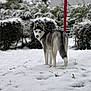 dog, husky, snow, winter, animal, outdoor, pet, fur, blue_eyes, nature, canine, snowy_ground, bushes, red_pole, looking_back, alone, standing, cold, daylight, mammal