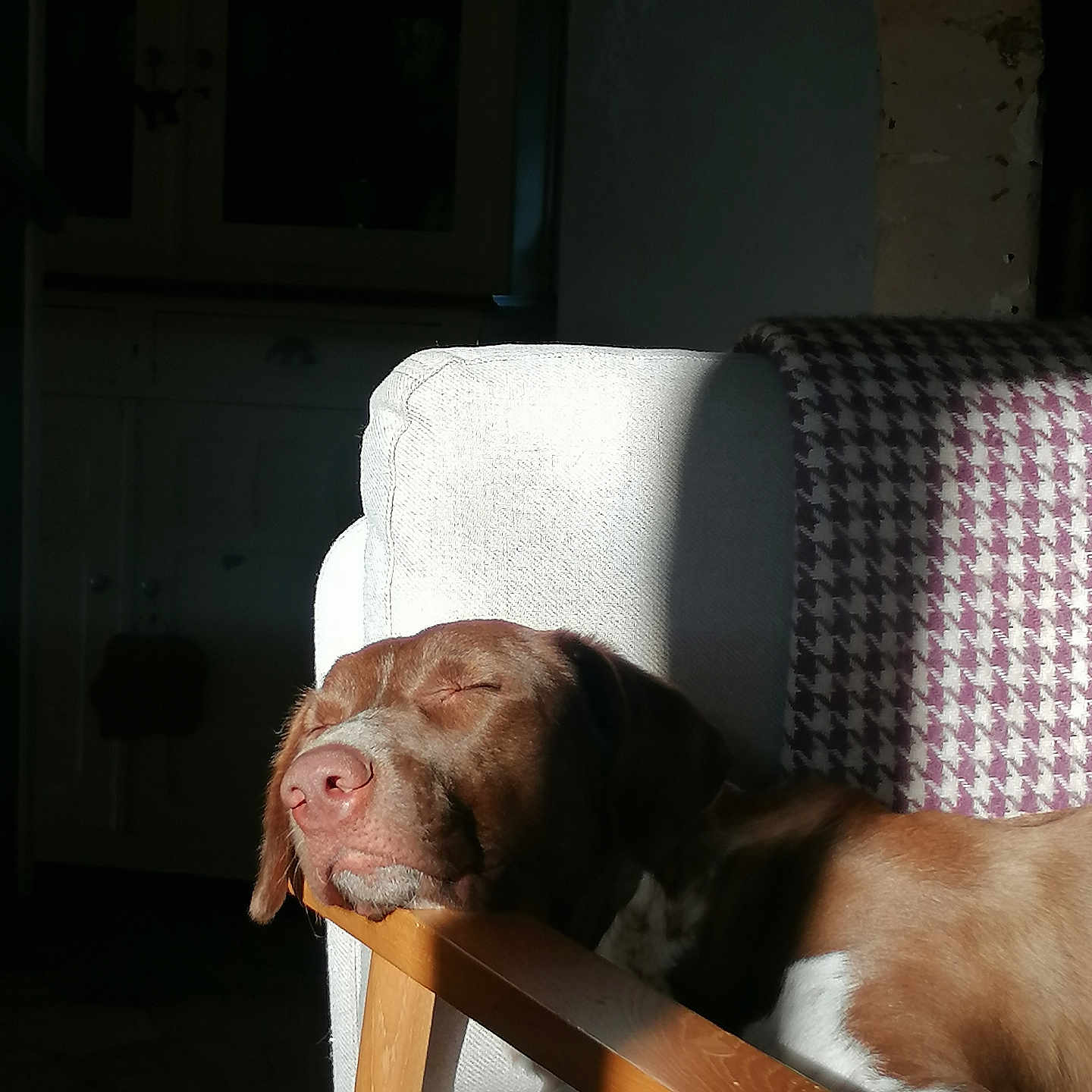 Esme participe au concours pour gagner de l'argent avec cette photo : animal, architecture, armchair, beagle, building, bulldog, canine, chair, couch, dog, furniture, hound, indoors, labradorretriever, livingroom, pet, pointer, puppy, room, wood