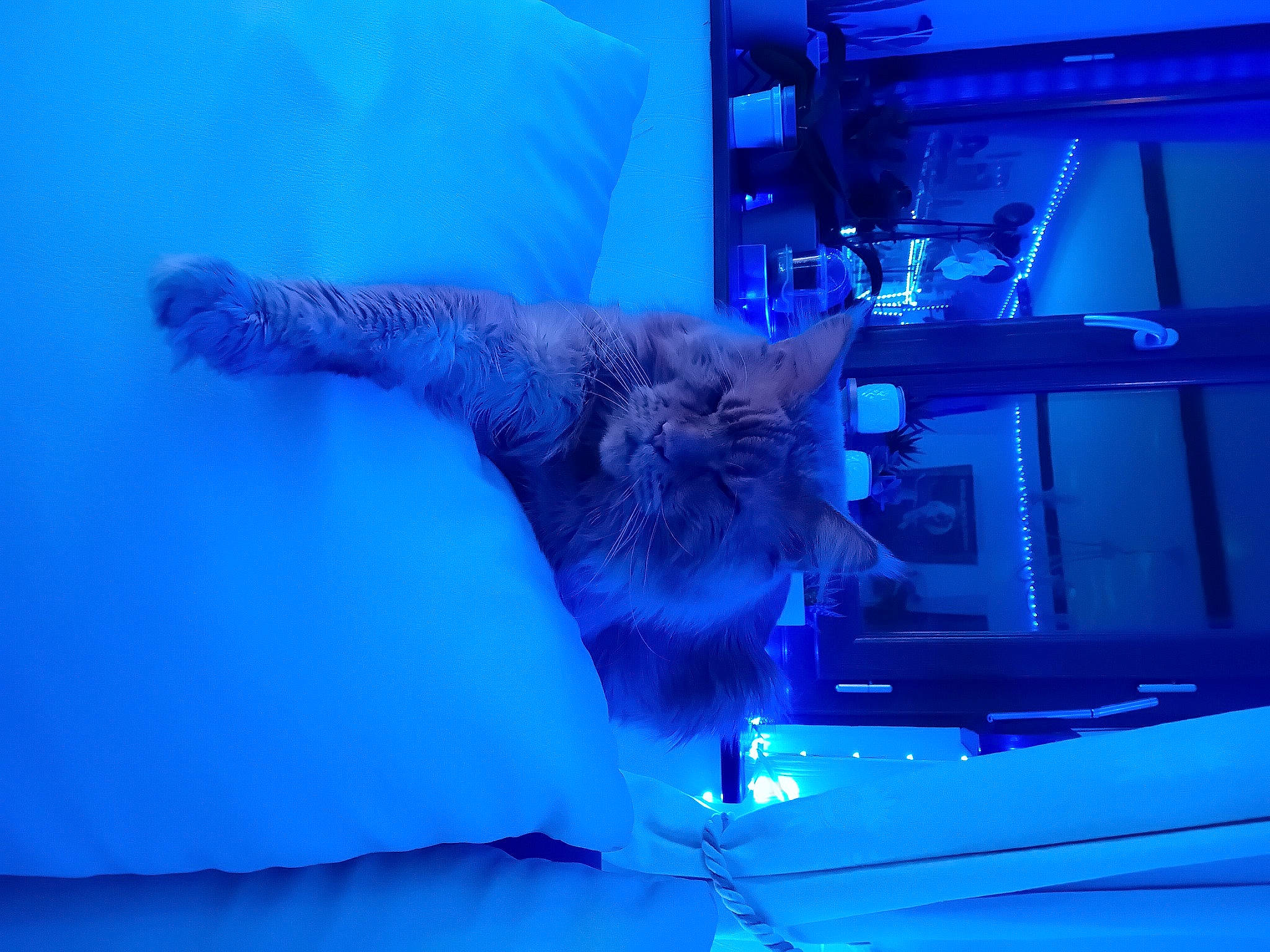 Renso participe au concours pour gagner de l'argent avec cette photo : bed, blue, carnivore, cat, chair, comfort, couch, electric_blue, event, felidae, fun, fur, gesture, magenta, purple, room, sky, small_to_medium_sized_cats, tail, whiskers