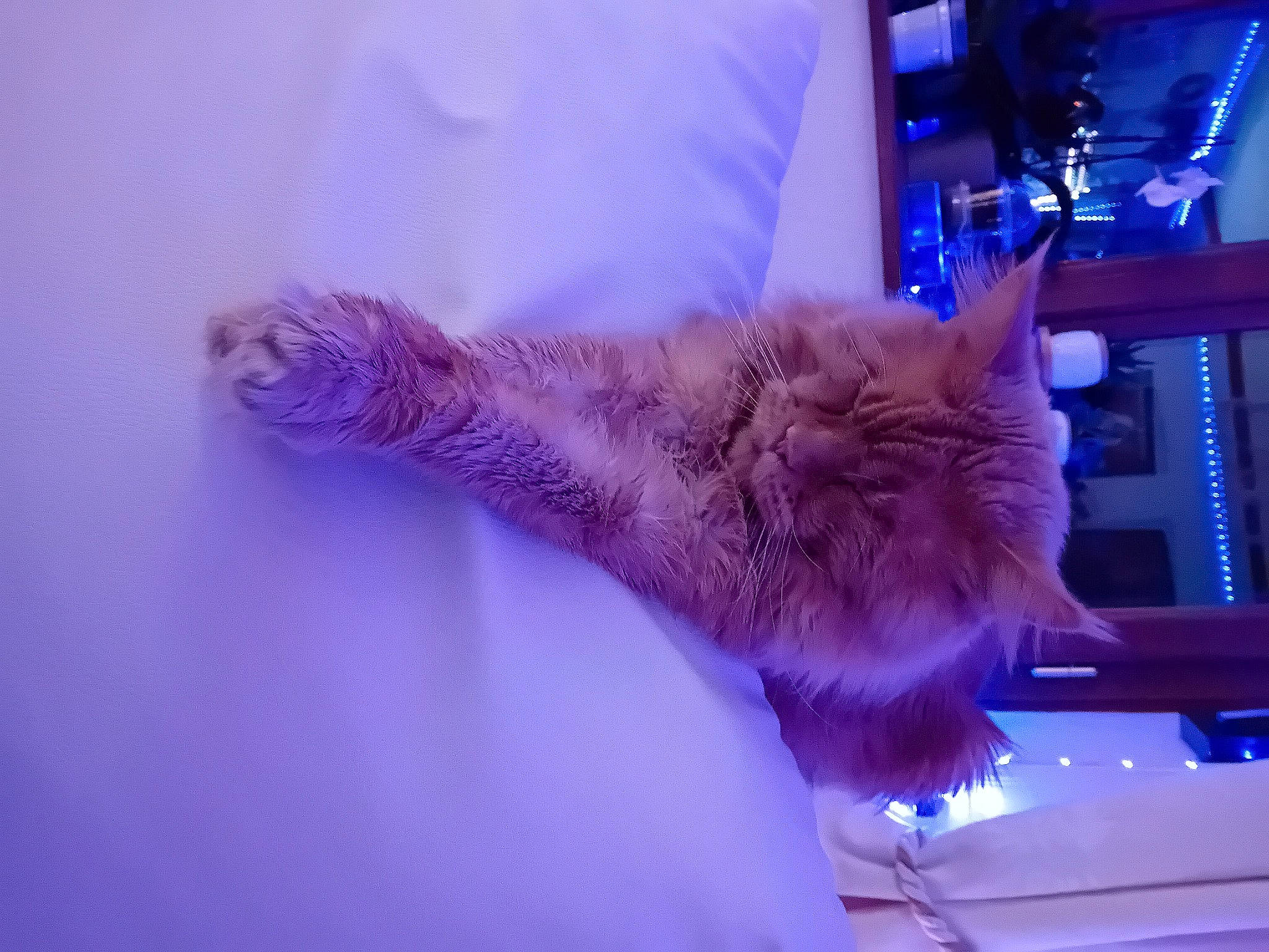 Renso a rejoint le concours — aidez-le/la à gagner de superbes lots ! bed, canidae, carnivore, cat, claw, comfort, display_device, domestic_short_haired_cat, electric_blue, event, fawn, felidae, fur, gesture, magenta, paw, purple, small_to_medium_sized_cats, tail, whiskers