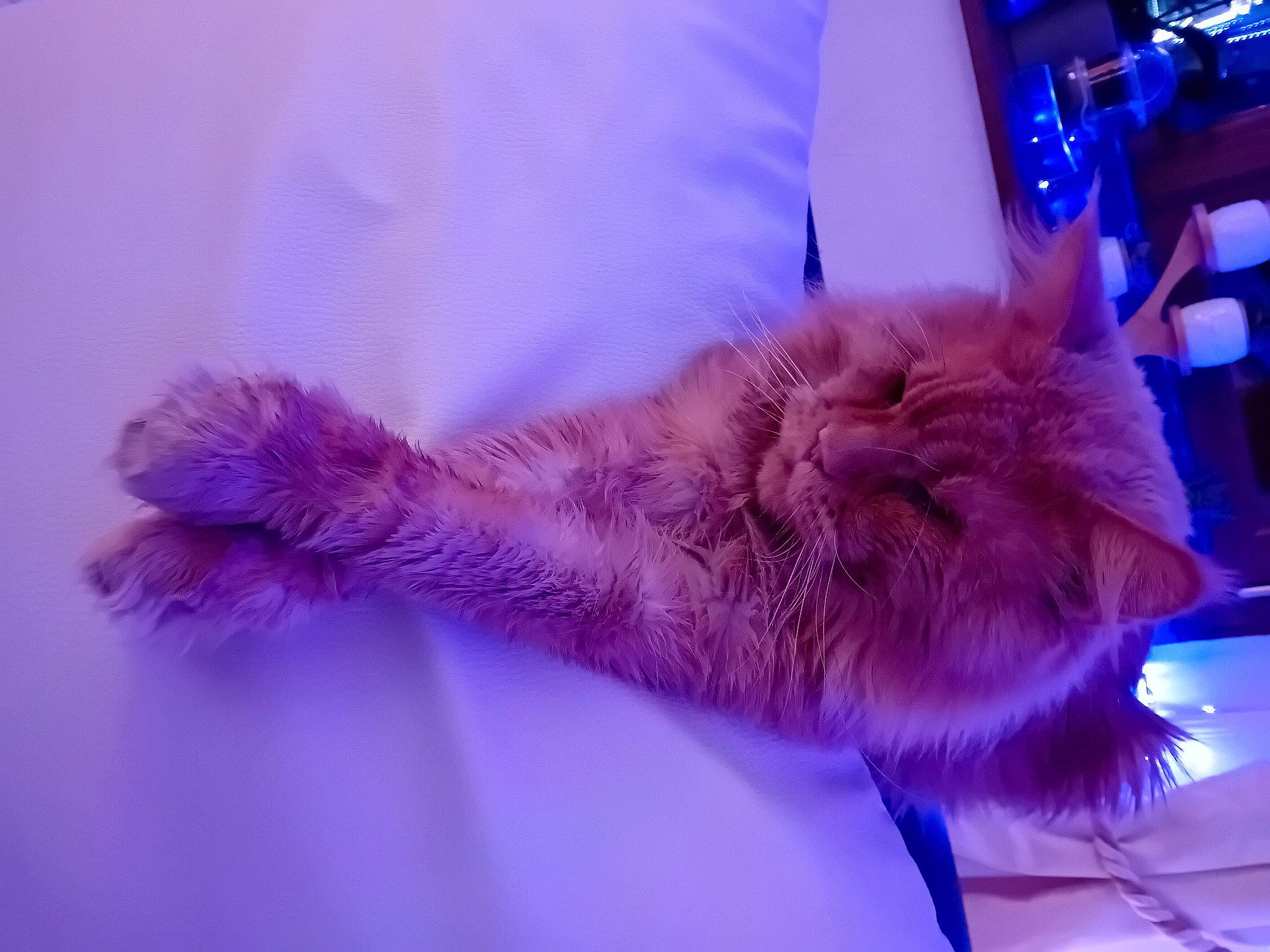 Renso participe au concours pour gagner de l'argent avec cette photo : carnivore, cat, claw, comfort, domestic_short_haired_cat, electric_blue, event, felidae, fur, gesture, magenta, nap, paw, purple, sleep, small_to_medium_sized_cats, tail, whiskers