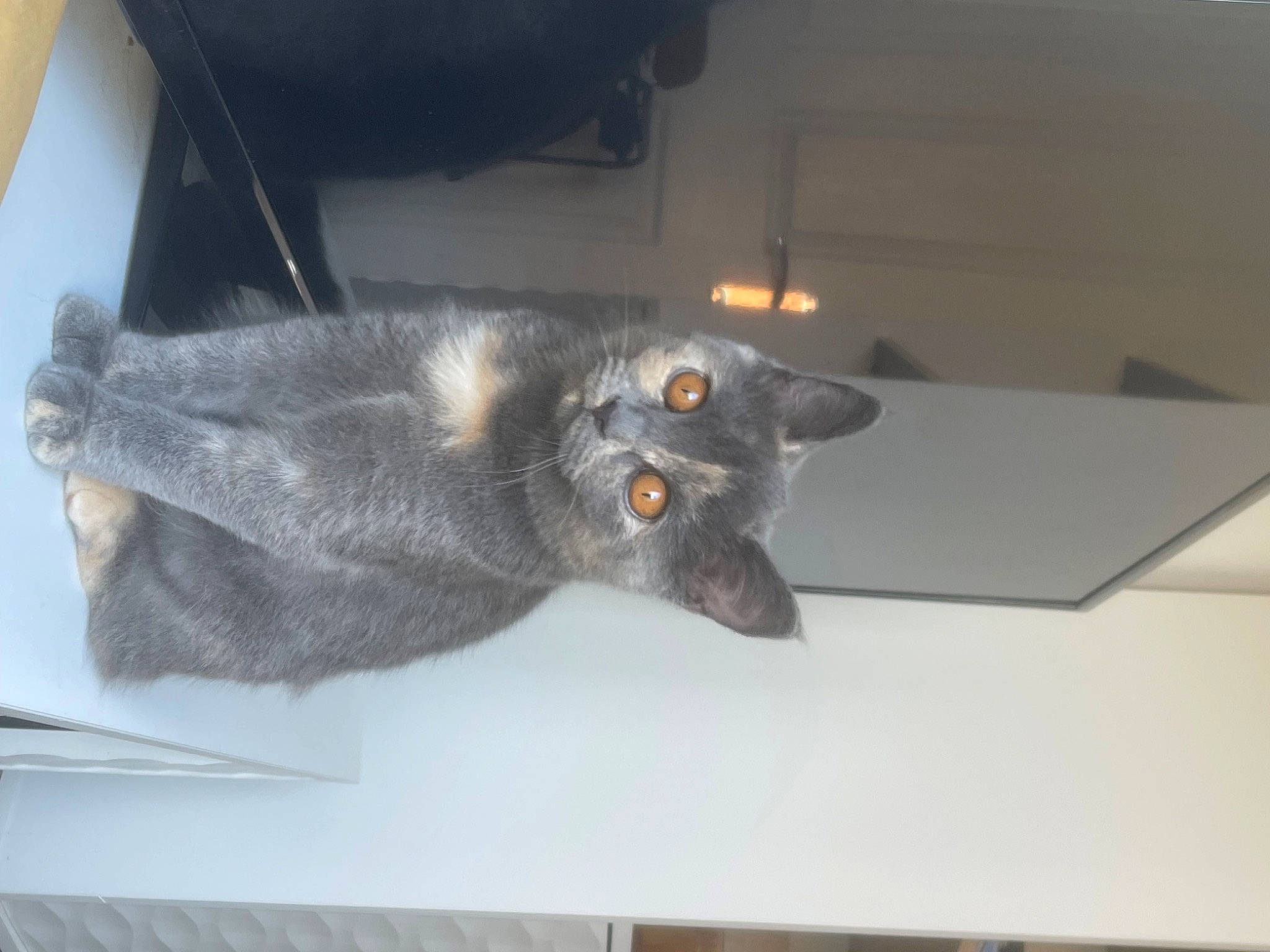 Ethel is registered to the contest to win money with this photo: carnivore, cat, domestic_short_haired_cat, felidae, fur, grey, plant, russian_blue, small_to_medium_sized_cats, snout, tail, whiskers