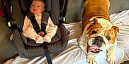 Layla-Rae joined the competition — help win amazing prizes! animal, baby, blanket, bulldog, car_seat, child, couch, cute, dog, furniture, home, indoor, infant, person, pet, resting, seat, smile, straps, tongue_out