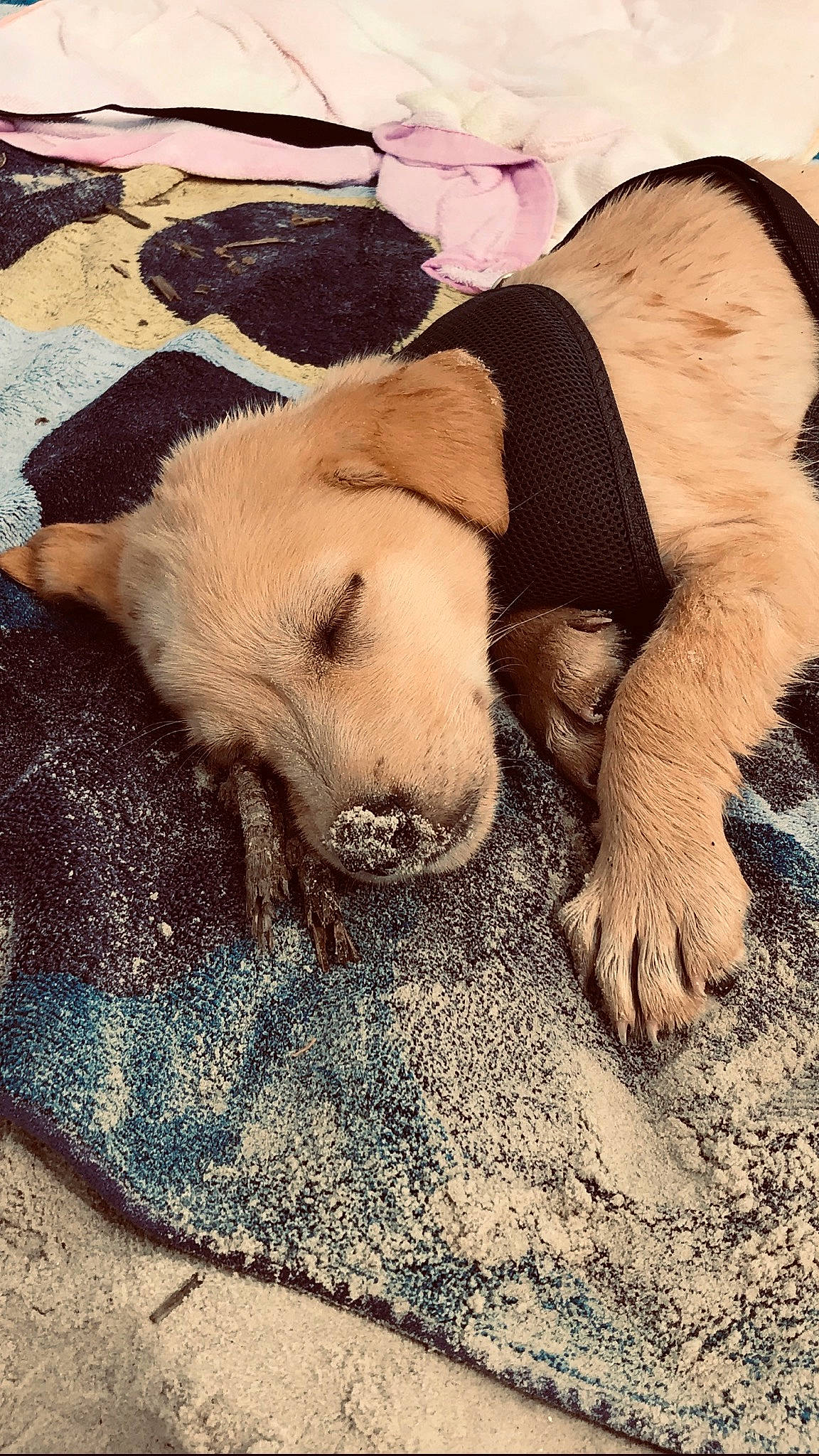 Lexi joined the competition — help win amazing prizes! canidae, carnivore, dog, dog_breed, fawn, fur, nap, nose, paw, puppy, puppy_love, retriever, sleep, snout, sporting_group