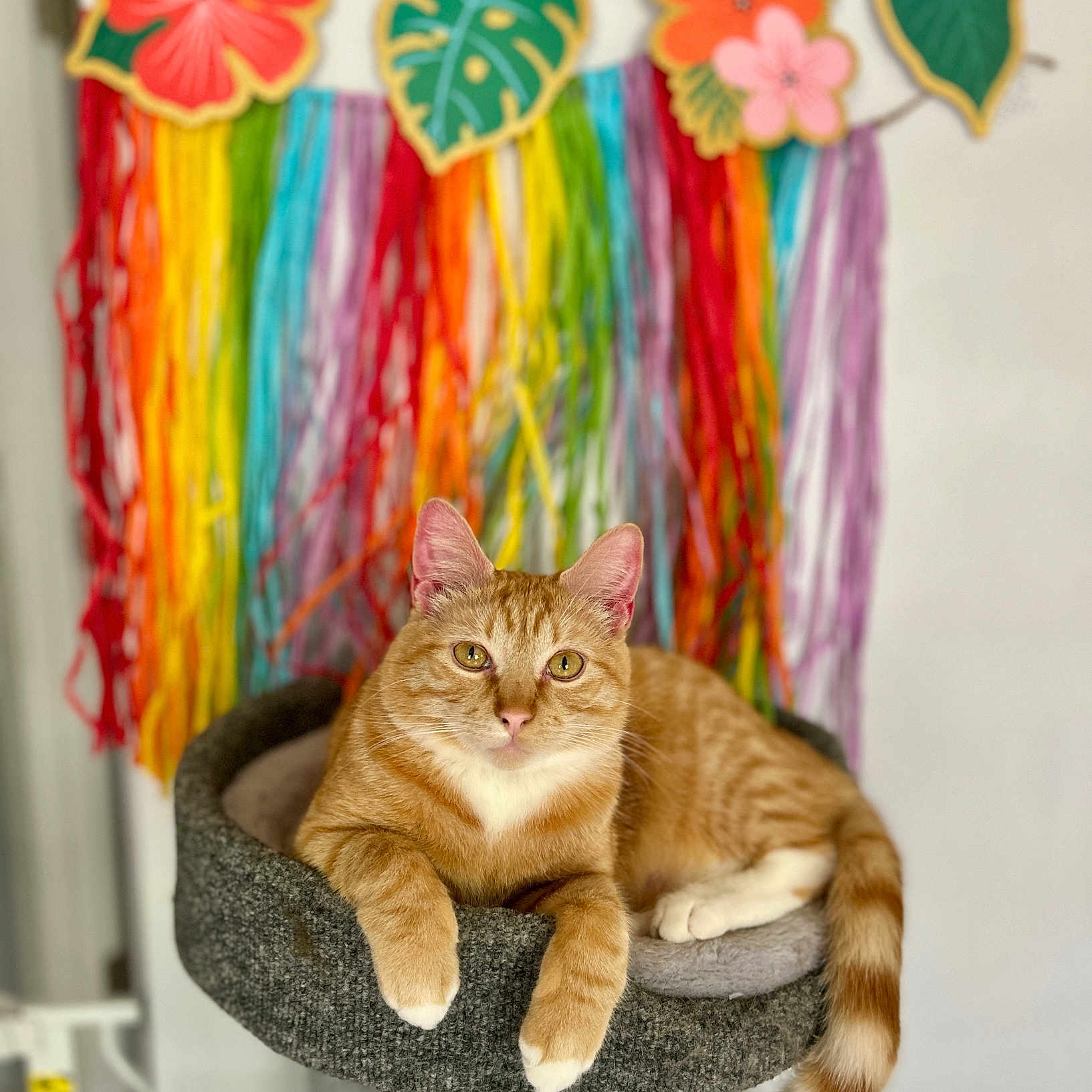 Pickles is registered to the contest to win money with this photo: animal, cat, cat_bed, colorful_background, cozy, decorations, feline, flower_cutouts, ginger_cat, home, indoor, looking_at_camera, orange_cat, paws, pet, relaxed, ribbons, soft_texture, tail, whiskers