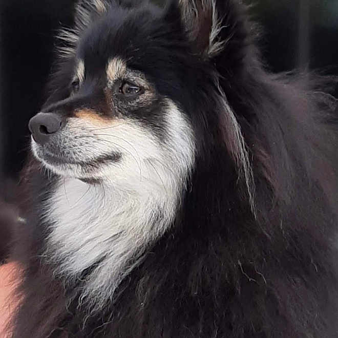 Percey a rejoint le concours — aidez-le/la à gagner de superbes lots ! alert, animal, black_and_white, calm, canine, close_up, companion, cute, dog, ears, fluffy, furry, long_fur, looking_away, muzzle, outdoor, pet, portrait, profile, snout