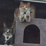 Dexter Gizmo is registered to the contest to win money with this photo: cat, window, screen, cat_condo, ginger_cat, tabby_cat, collar, pet_tag, paws, indoor, curious, feline, resting, looking, animal, pets, home, gray, orange, cozy