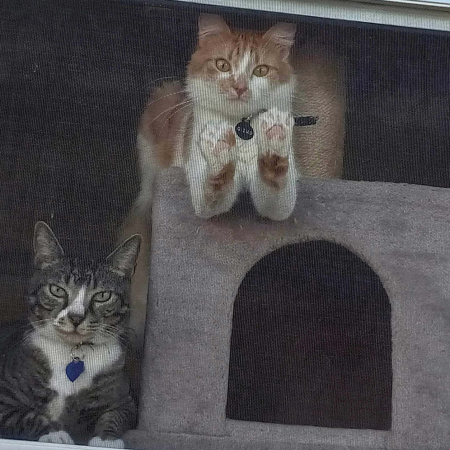 Dexter Gizmo is registered to the contest to win money with this photo: animal, cat, cat_condo, collar, cozy, curious, feline, ginger_cat, gray, home, indoor, looking, orange, paws, pet_tag, pets, resting, screen, tabby_cat, window