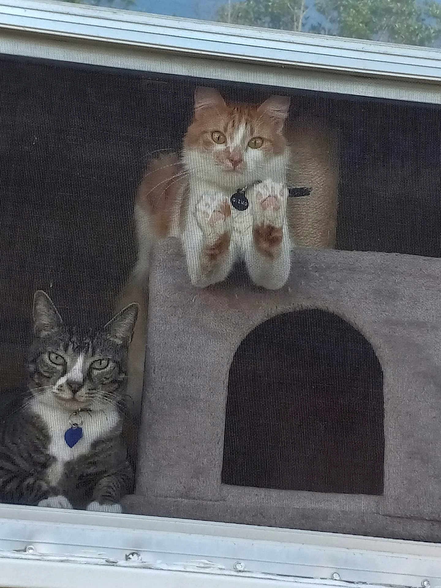 Dexter Gizmo is registered to the contest to win money with this photo: cat, window, screen, cat_condo, ginger_cat, tabby_cat, collar, pet_tag, paws, indoor, curious, feline, resting, looking, animal, pets, home, gray, orange, cozy