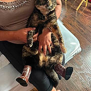 Lupe is registered to the contest to win money with this photo: cat, tortoiseshell_cat, cowboy_boots, pet, animal, person, hand, lap, wooden_floor, indoor, sitting, clothing, jewelry, feline, cute, wide_eyes, holding, boots, casual, relaxed