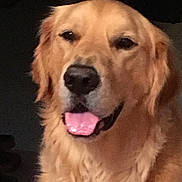 Wookie Bear is registered to the contest to win money with this photo: animal, animal_portrait, canine, close_up, companion, cute, dog, domestic_animal, face, friendly, fur, golden_retriever, happy, head, indoor, mammal, pet, portrait, smiling, tongue_out