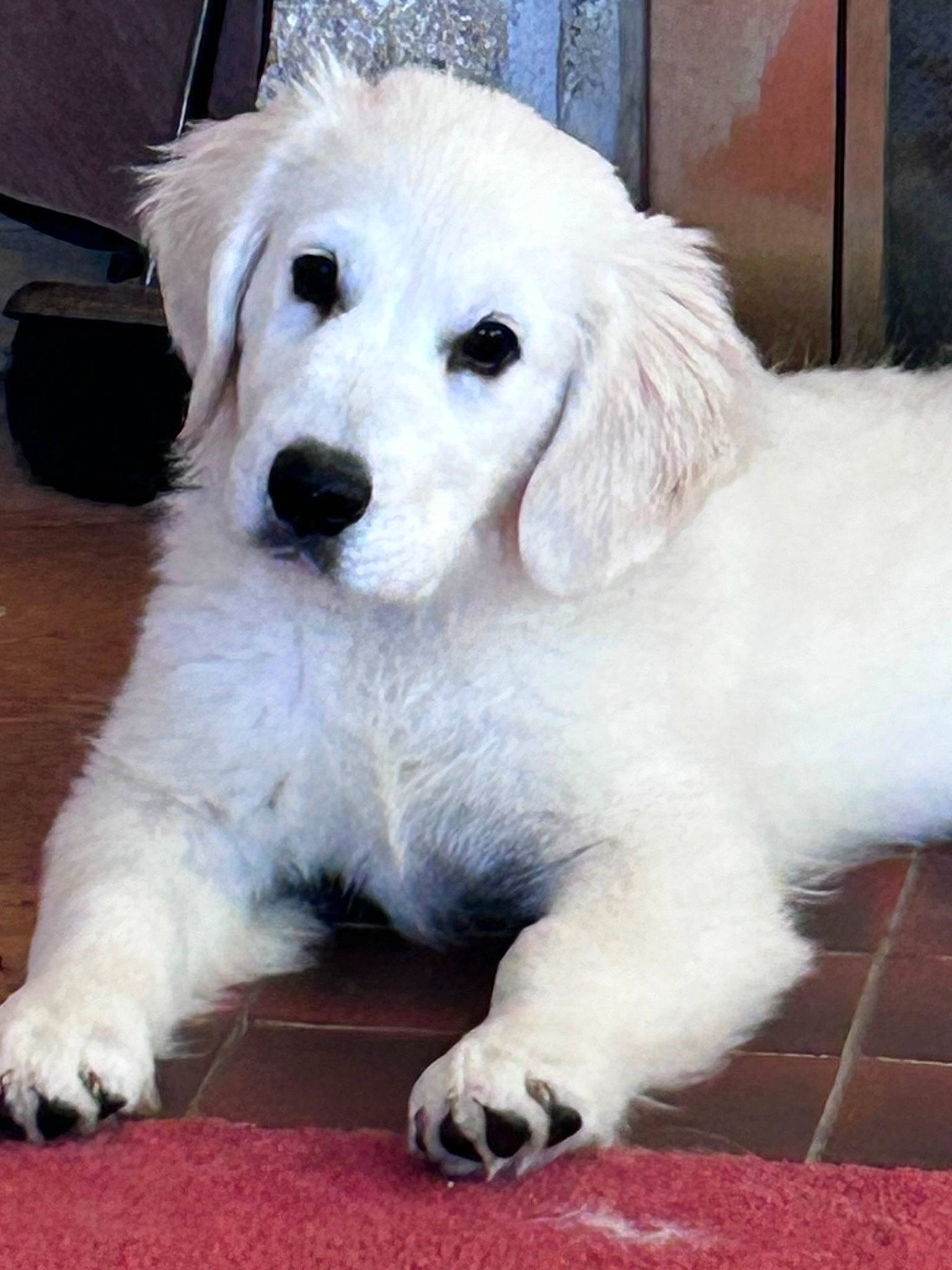 Koda joined the competition — help win amazing prizes! canidae, carnivore, companion_dog, dog, dog_breed, eye, fur, non_sporting_group, snout, sporting_group, terrestrial_animal, working_animal