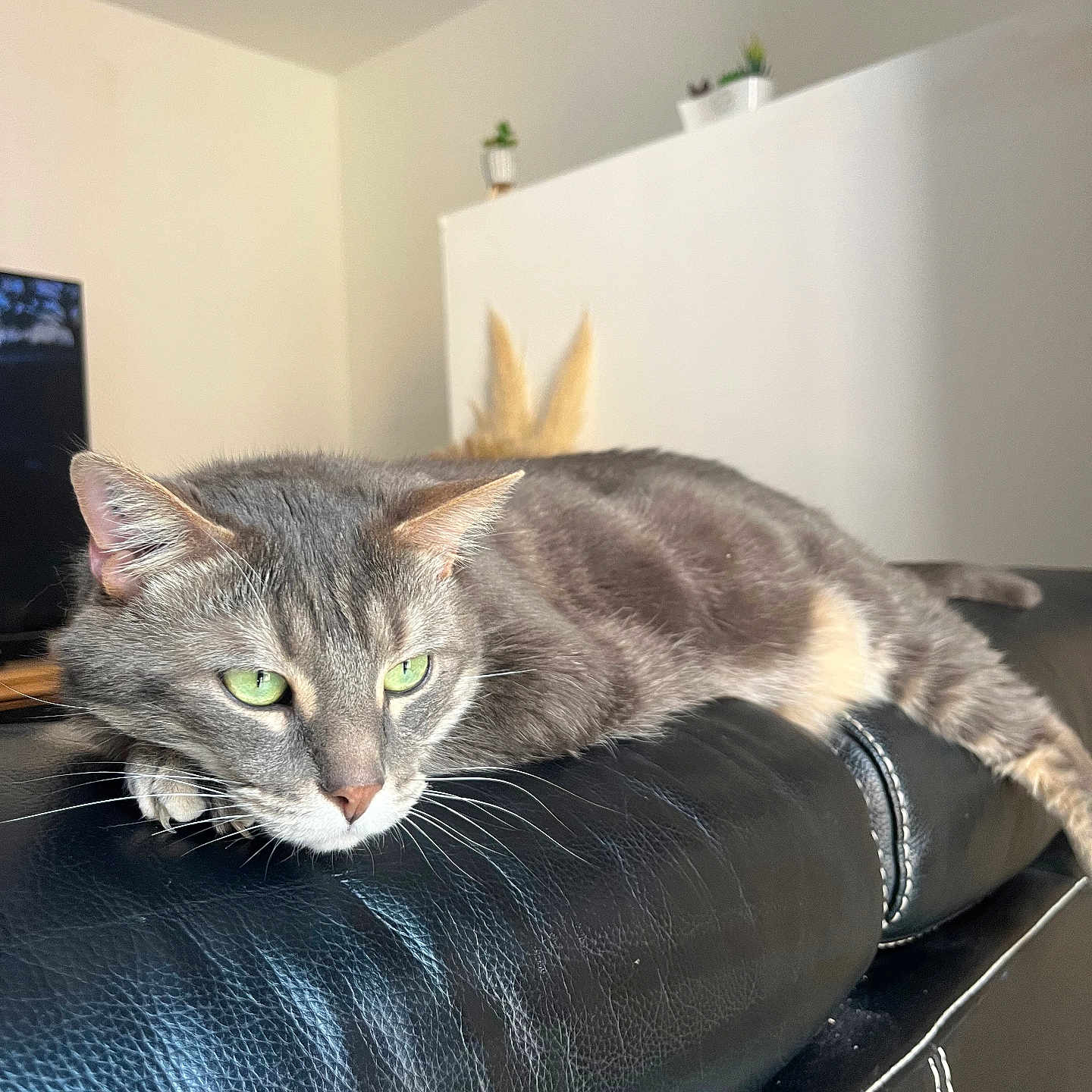 Pocket a rejoint le concours — aidez-le/la à gagner de superbes lots ! cat, close_up, comfortable, domestic_cat, ears, feline, fur, gray_tabby, green_eyes, home_decor, indoor, leather_couch, living_room, nose, pet, potted_plants, relaxed, resting, soft_light, whiskers