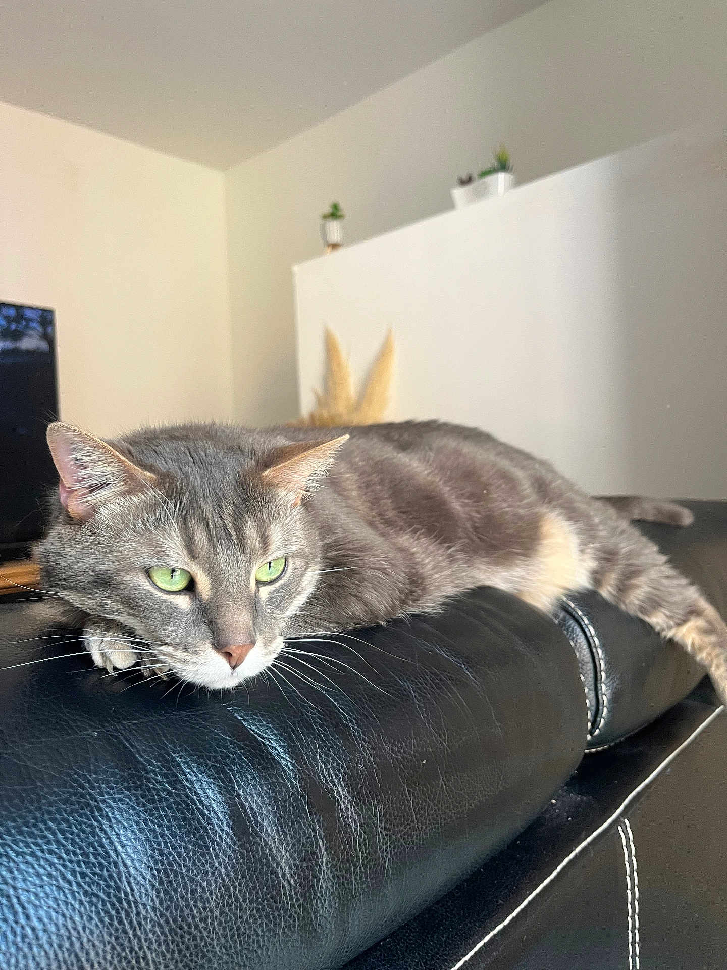 Pocket a rejoint le concours — aidez-le/la à gagner de superbes lots ! cat, gray_tabby, green_eyes, leather_couch, indoor, pet, relaxed, feline, whiskers, ears, nose, living_room, home_decor, potted_plants, soft_light, resting, fur, close_up, domestic_cat, comfortable