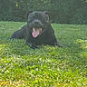 Obiwan participe au concours pour gagner de l'argent avec cette photo : dog, black_dog, grass, outdoor, sunlight, tongue_out, nature, happy, pet, canine, lawn, greenery, animal, playful, summer, grass_field, smiling_dog, sunny, resting, fence