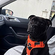 Obiwan a rejoint le concours — aidez-le/la à gagner de superbes lots ! dog, black_dog, pet, car_interior, car_seat, orange_harness, blanket, window, side_mirror, vehicle, building, door, seat_cover, indoor, animal, canine, curious, sitting, leash, closeup