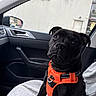 dog, black_dog, pet, car_interior, car_seat, orange_harness, blanket, window, side_mirror, vehicle, building, door, seat_cover, indoor, animal, canine, curious, sitting, leash, closeup