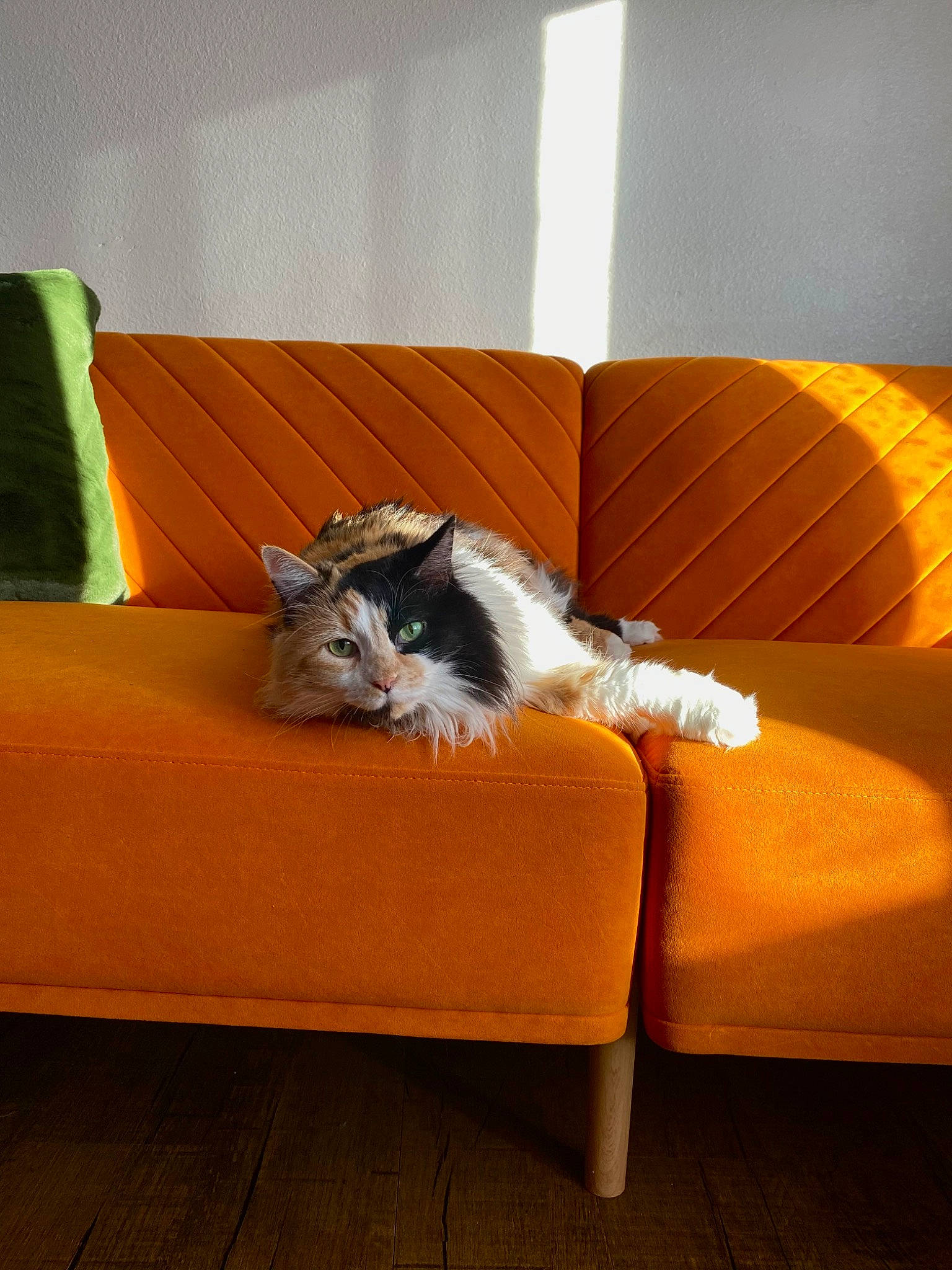 Daphne is registered to the contest to win money with this photo: carnivore, cat, comfort, companion_dog, couch, felidae, floor, flooring, furniture, hardwood, interior_design, laminate_flooring, living_room, plant, room, small_to_medium_sized_cats, studio_couch, tail, whiskers, wood