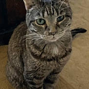 Lucy Lynn joined the competition — help win amazing prizes! cat, tabby, pet, animal, indoor, carpet, feline, fur, whiskers, ears, green_eyes, sitting, looking_up, domestic, mammal, cute, closeup, household, companion, portrait