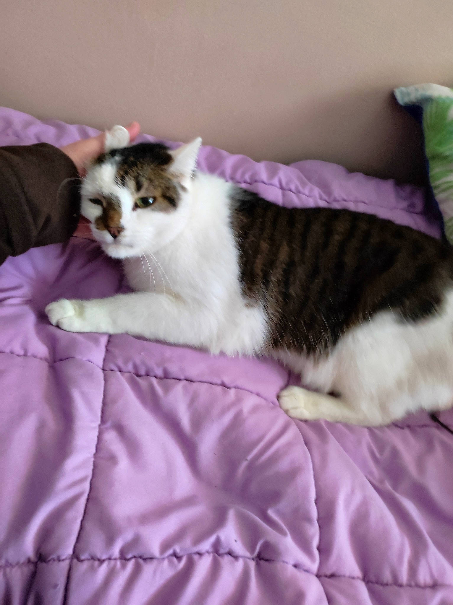 O'Maley participe au concours pour gagner de l'argent avec cette photo : bed, bed_sheet, bedding, blanket, carnivore, cat, comfort, domestic_short_haired_cat, duvet, felidae, fur, grey, linens, magenta, pink, purple, room, small_to_medium_sized_cats, tail, whiskers