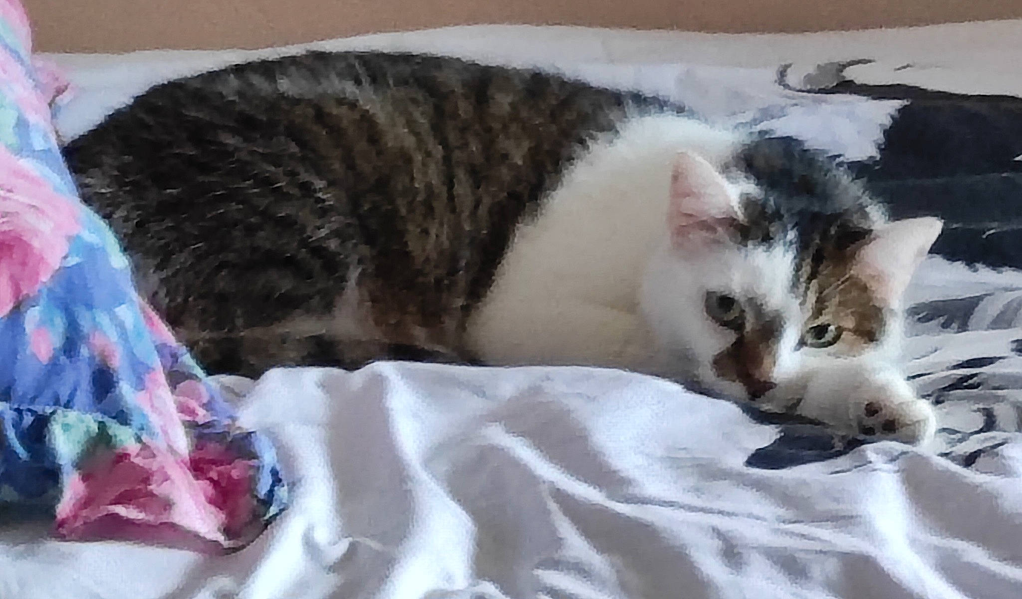 O'Maley participe au concours pour gagner de l'argent avec cette photo : carnivore, cat, cat_supply, claw, comfort, domestic_short_haired_cat, duvet, felidae, fur, linens, mammal, nap, paw, pet_supply, sleep, small_to_medium_sized_cats, tail, terrestrial_animal, whiskers