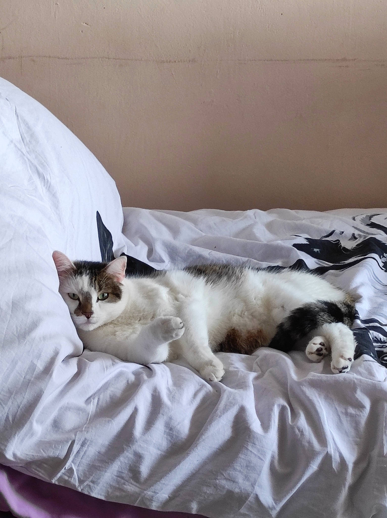 O'Maley participe au concours pour gagner de l'argent avec cette photo : bed, bed_sheet, bedding, canidae, carnivore, cat, cat_supply, comfort, companion_dog, domestic_short_haired_cat, duvet, felidae, fur, linens, nap, paw, room, small_to_medium_sized_cats, tail, whiskers