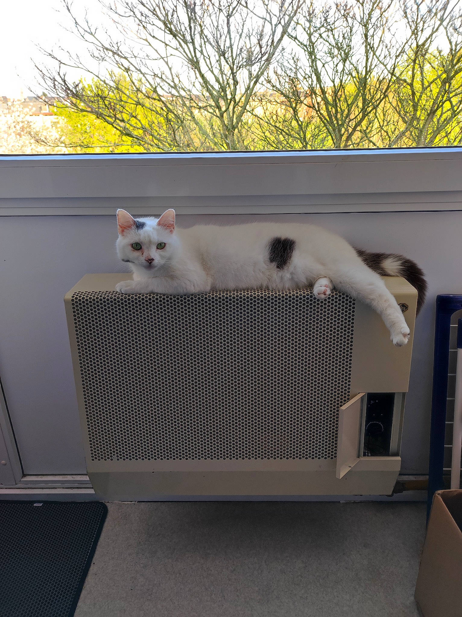 Flocon participe au concours pour gagner de l'argent avec cette photo : bench, carnivore, cat, domestic_short_haired_cat, felidae, gas, grey, grille, metal, outdoor_bench, outdoor_furniture, rectangle, roof, room, sky, small_to_medium_sized_cats, tail, tree, whiskers, wood