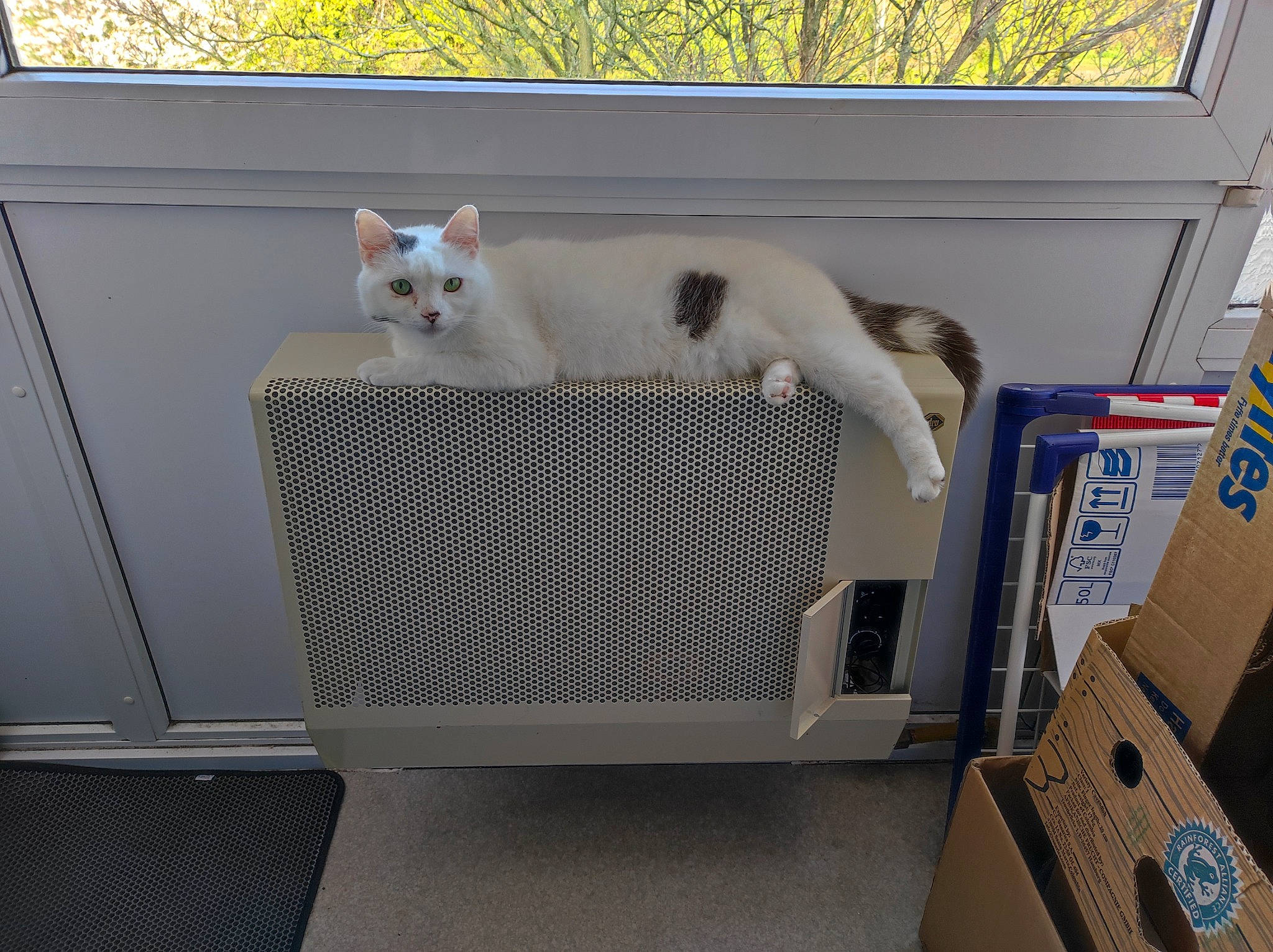 Flocon participe au concours pour gagner de l'argent avec cette photo : animal_shelter, automotive_exterior, cage, carnivore, cat, comfort, companion_dog, domestic_short_haired_cat, felidae, fur, gas, metal, room, shipping_box, small_to_medium_sized_cats, tail, tree, whiskers, window, wood