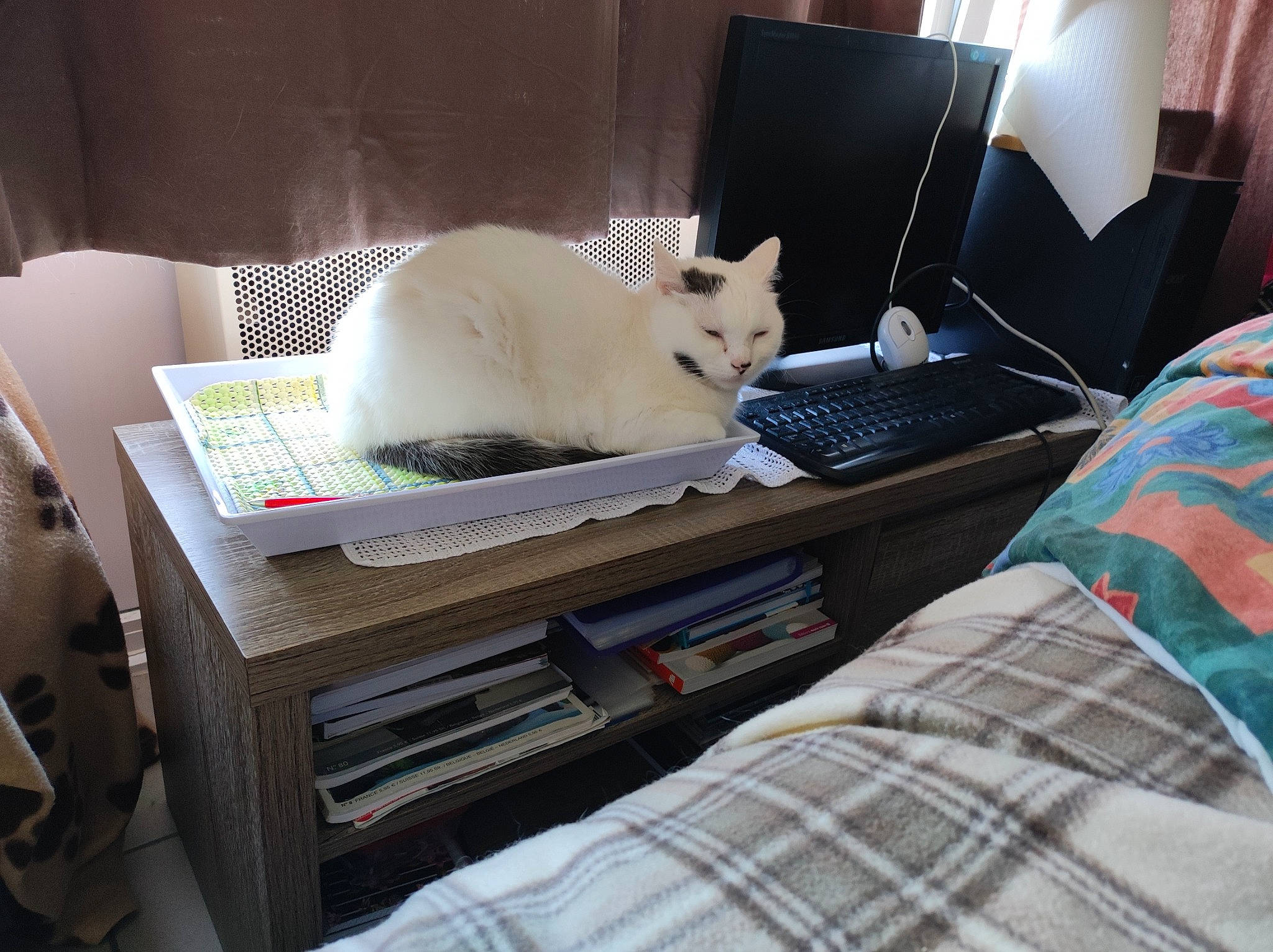 Flocon participe au concours pour gagner de l'argent avec cette photo : box, cardboard, carnivore, cat, comfort, computer, desk, desktop_computer, domestic_short_haired_cat, felidae, fur, gadget, home_appliance, linens, nap, office_equipment, plaid, room, small_to_medium_sized_cats, whiskers