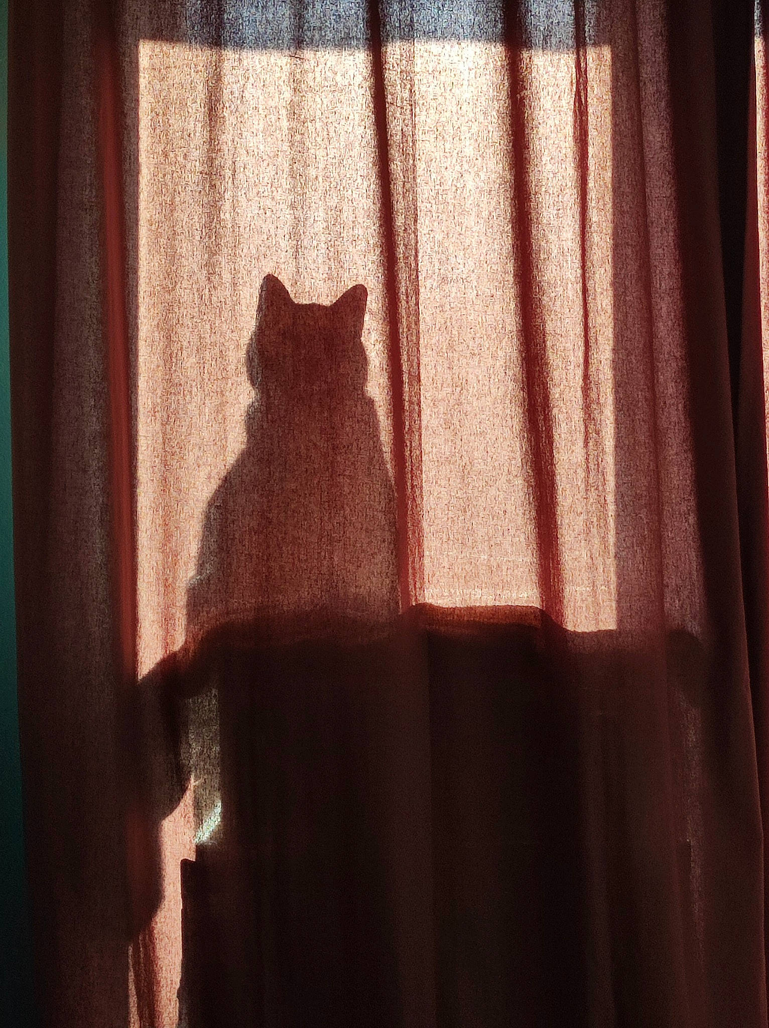 Flocon participe au concours pour gagner de l'argent avec cette photo : bed, bedding, black_cat, blanket, box, carnivore, cat, claw, comfort, domestic_short_haired_cat, fawn, felidae, fur, grey, house, interior_design, magenta, nap, paw, rectangle