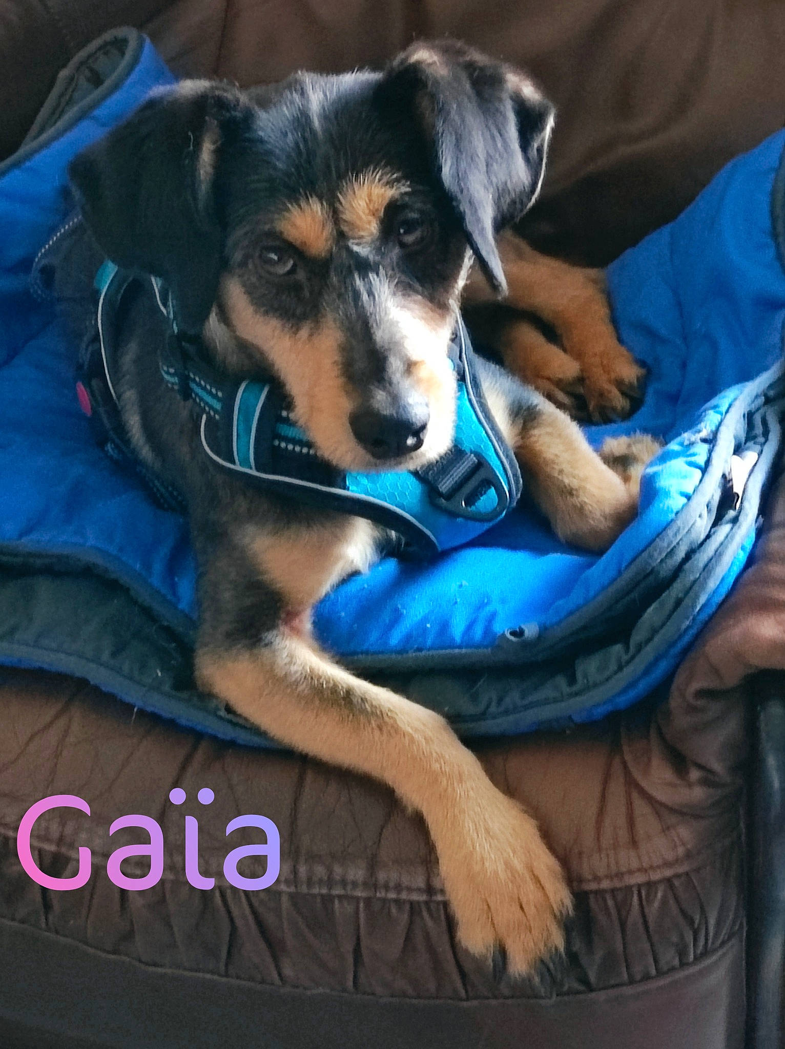 Gaïa a rejoint le concours — aidez-le/la à gagner de superbes lots ! canidae, carnivore, collar, comfort, companion_dog, dog, dog_breed, dog_supply, electric_blue, fur, guard_dog, herding_dog, paw, pet_supply, sitting, sporting_group, toy_dog, whiskers, working_animal, working_dog